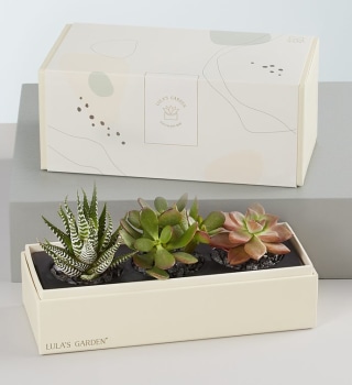 Succulents by Lula's Garden