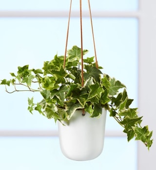 English Ivy Hanging Plant