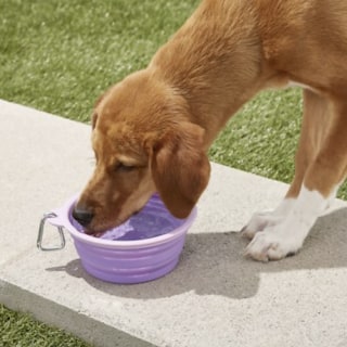 Collapsible Travel Bowl
