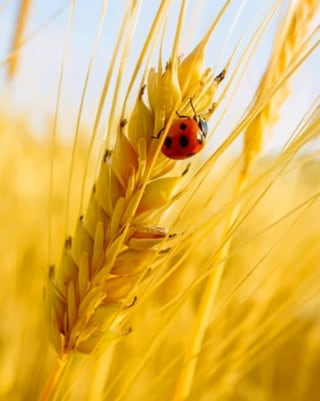Ladybug On A Grain of Wheat - NEW Paint By Numbers