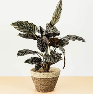 MadeTerra Woven Natural Seaglass Pot Cover