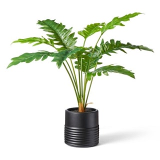 32" x 32" Alocasia Portora Plant in Ribbed Pot Black - Hilton Carter for Target