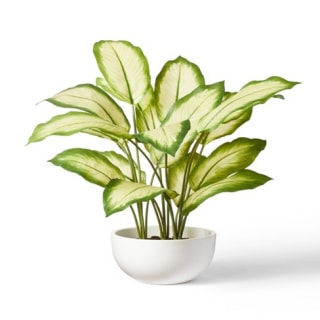 20" x 14" Faux Aglaonema Silver Bay Plant in Ceramic Pot White - Hilton Carter for Target