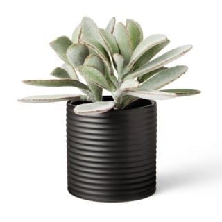 8.5" x 5" Faux Succulent Lamb's Ear Plant in Ribbed Pot Black - Hilton Carter for Target