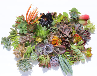 Twenty succulent cuttings 20 different 1-5" large succulent clippings succulent kit succulent garden succulent starter kit