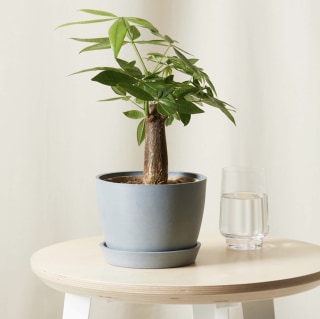 Mini Money Tree Plant