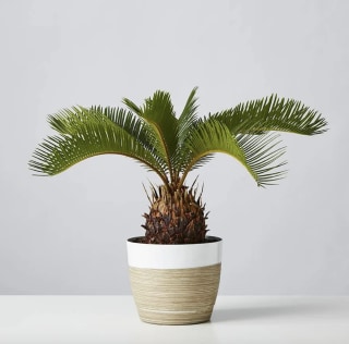 Sago Palm