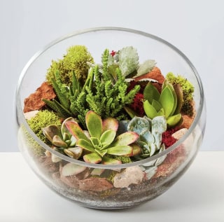 Succulent Terrarium