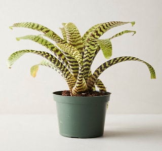 Vriesea Hieroglyphica