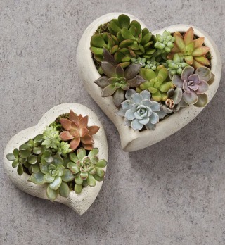 Sweet Succulent Heart Garden