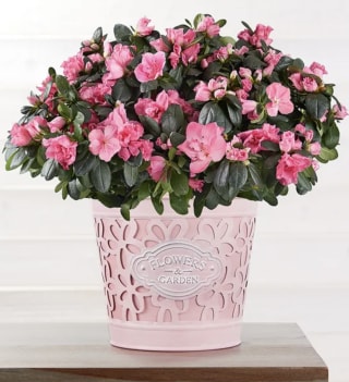 Pretty In Pink Azalea