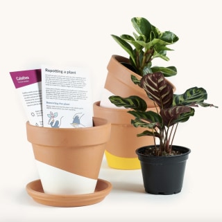 Subscription (One Month)