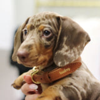 A Girl's Best Friend Dog Collar