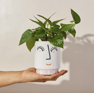 "Eye Adore You" Potted Plant