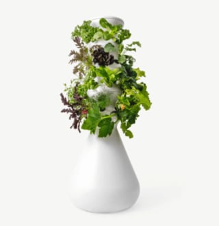 Lettuce Grow The Farmstand