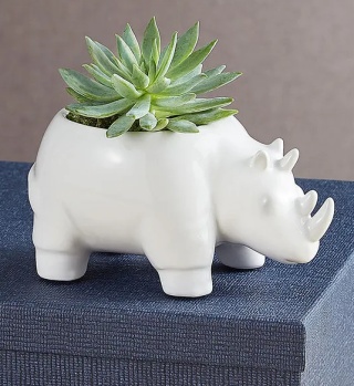 Safari Animal Succulent
