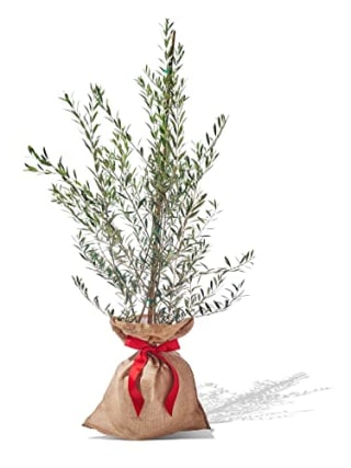 PlantOGram Olive Container Plant Tree
