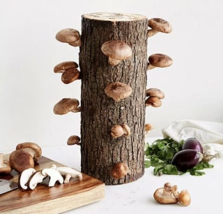 Shiitake Mushroom Log Kit