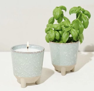 Glow & Grow Candle Grow Kit