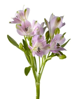 Alstroemeria Lavender