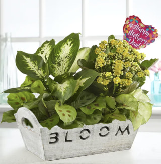 Bloom Dish Garden