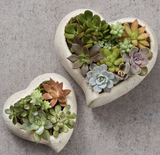 Sweet Succulent Heart Garden
