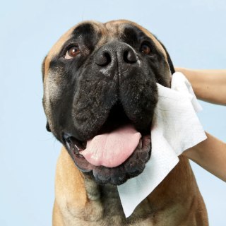 Dog by Dr. Lisa Wipes