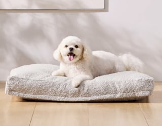 Saatva Dog Bed