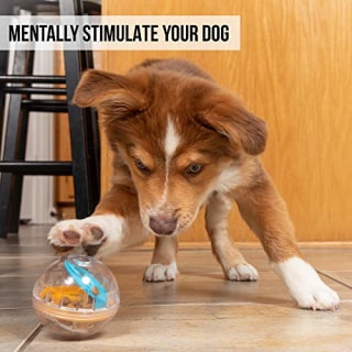 Pet Zone IQ Treat Ball