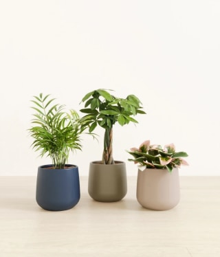 Easyplant Nature’s Trifecta
