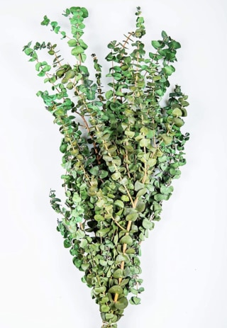 Preserved Eucalyptus Branches