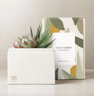 Succulent Box