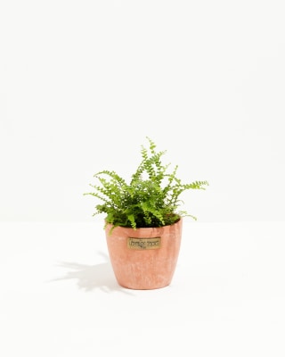 Lively Root Lemon Button Fern
