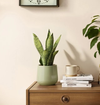 Easyplant Green Snake Plant