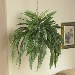 Boston Fern