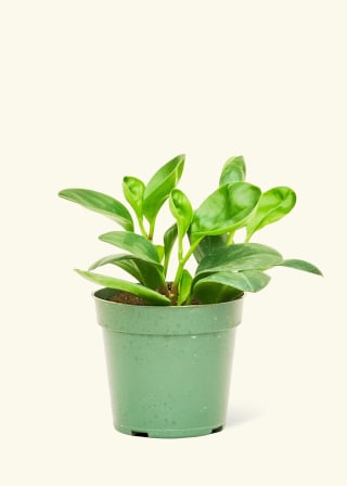 Peperomia