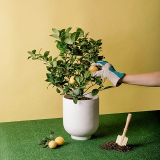 Via Citrus Meyer Lemon Tree