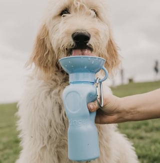 Springer Dog Water Bottle