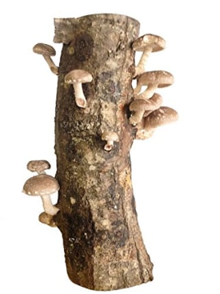 Shiitake Mushroom Log