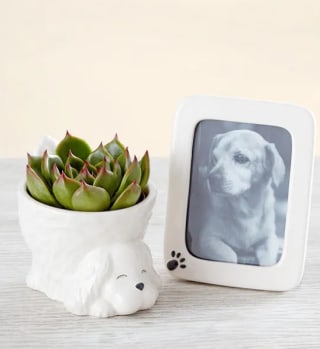 My Pawfect Pet Succulent and Frame