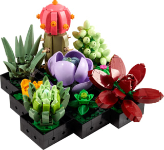 Succulent Set