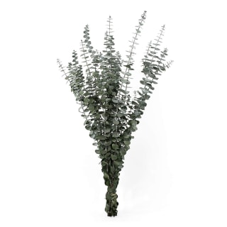 Preserved Baby Eucalyptus Bunch