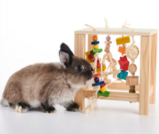 Enriched Life Play Table for Small Animals