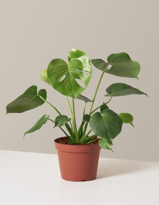 The Sill Monstera Deliciosa