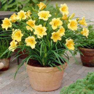 Daylilies ReBlooming Stella De'Oro Roots
