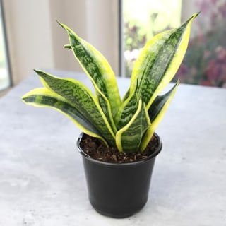 Live Snake Plant