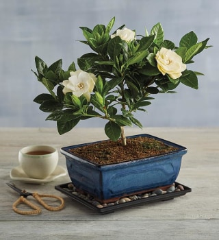 Gardenia Bonsai Tree