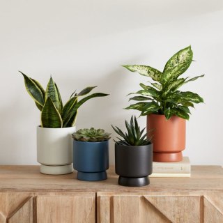 Bishop Ceramic Indoor/Outdoor Tabletop Planters