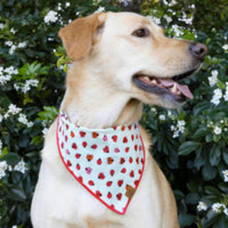 Love Bug Dog Bandana
