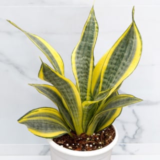 Sansevieria